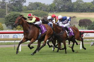 Group 3 Concorde Handicap winner Julius. Photo: Trish Dunell